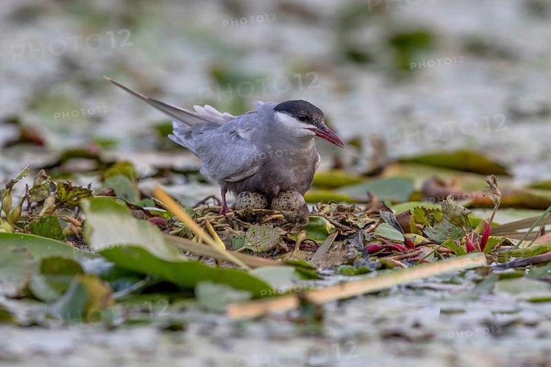 White-bearded Tern