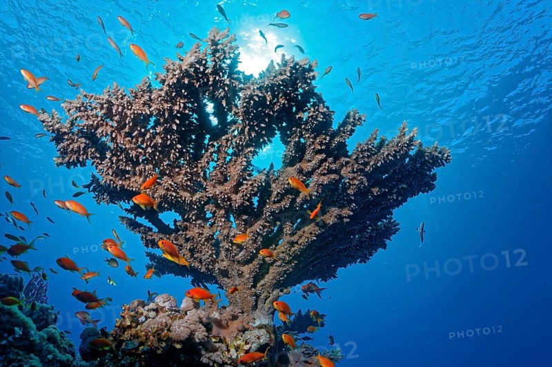 Agropora Table Coral
