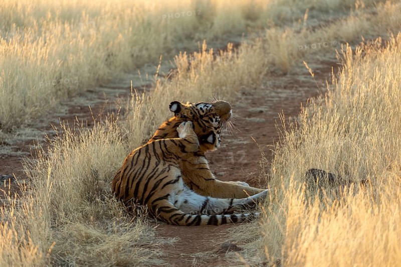 Bengal tiger