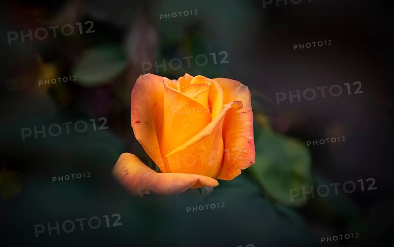 Shrub rose