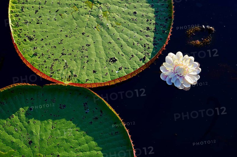 Amazon water lily
