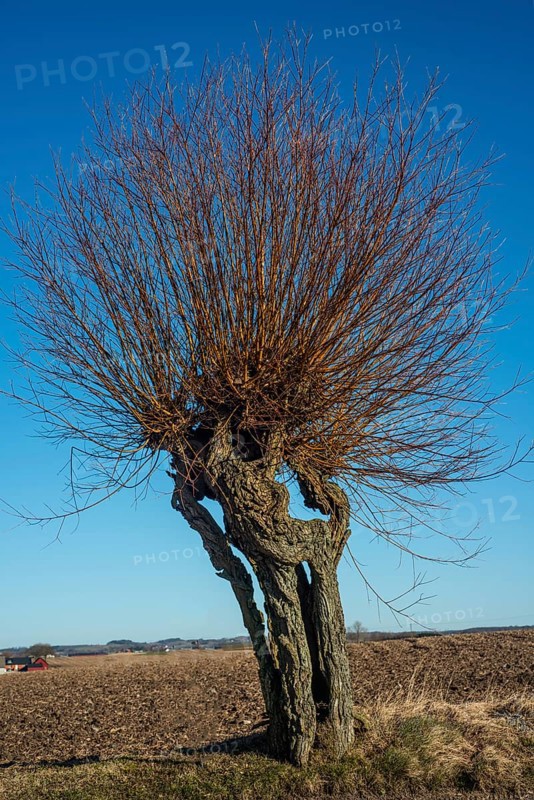 Scanian willows