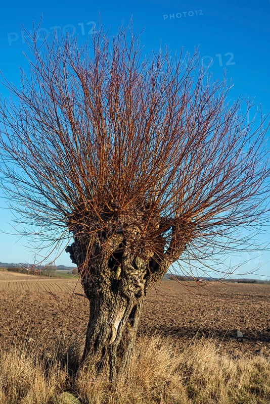 Scanian willows