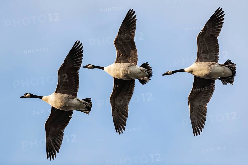 Canada geese in relay flight