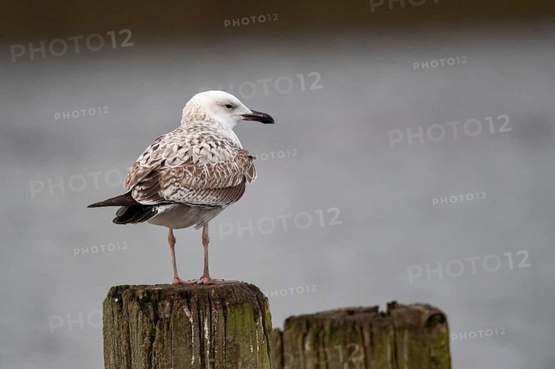 Caspian Gull in juvenile plumage