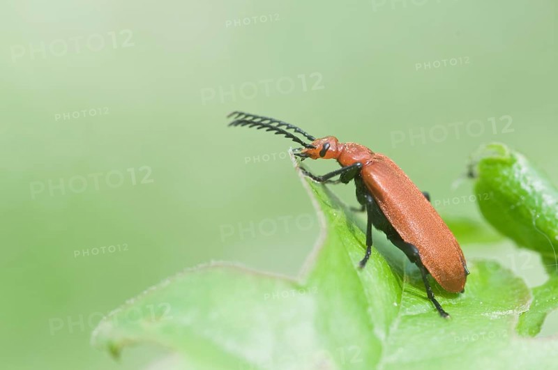 Red-headed cardinal beetle