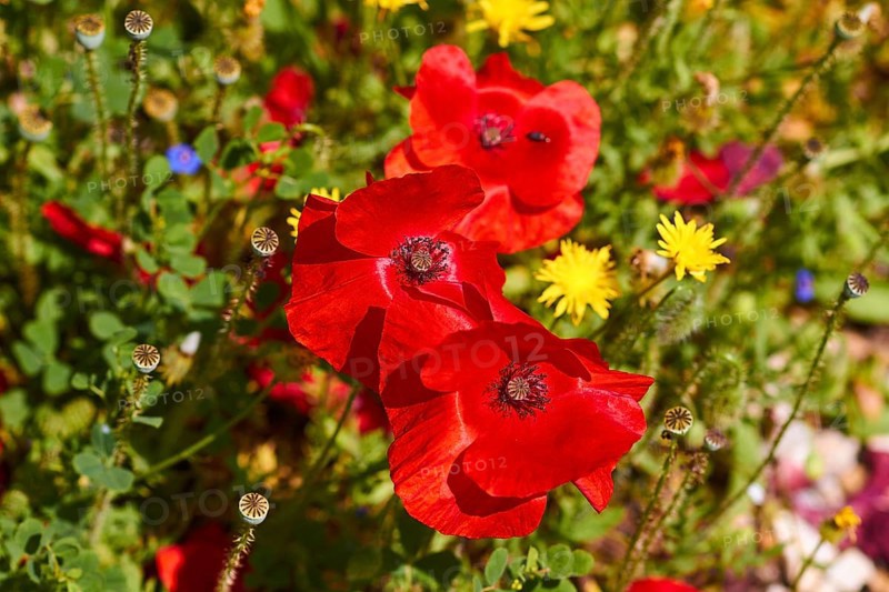 Spring in Crete