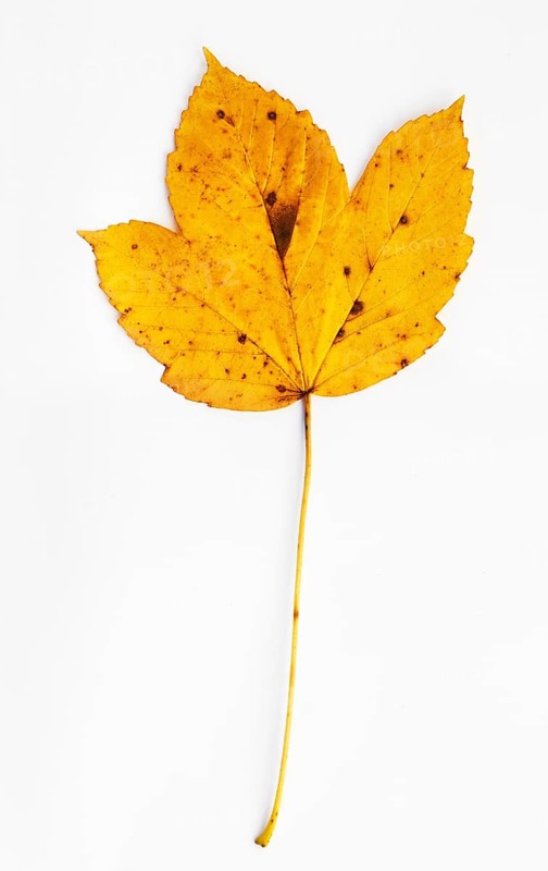 Autumnally discoloured sycamore leaf