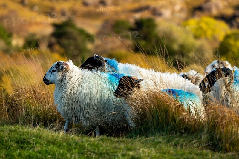 Domestic sheep