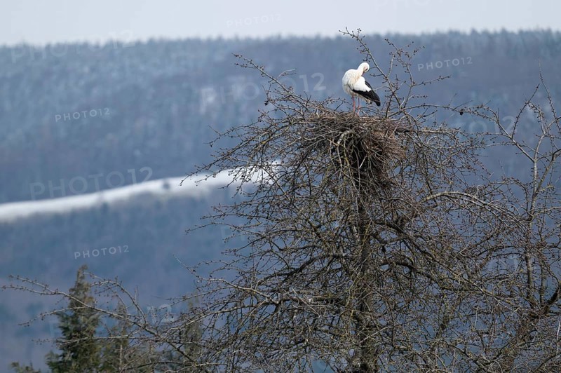 White stork