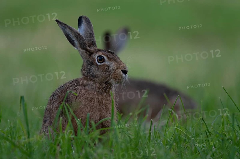European hare