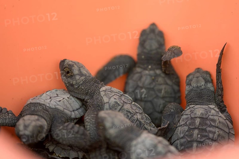 Newly hatched olive ridley sea turtle