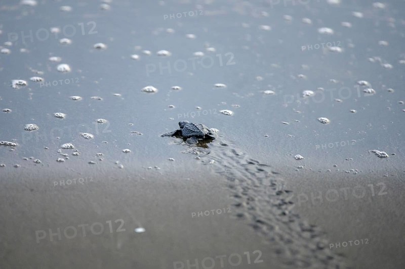 Newly hatched olive ridley sea turtle