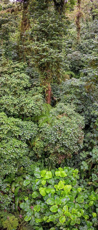 Rainforest in Selvatura Park seen from a suspension bridge