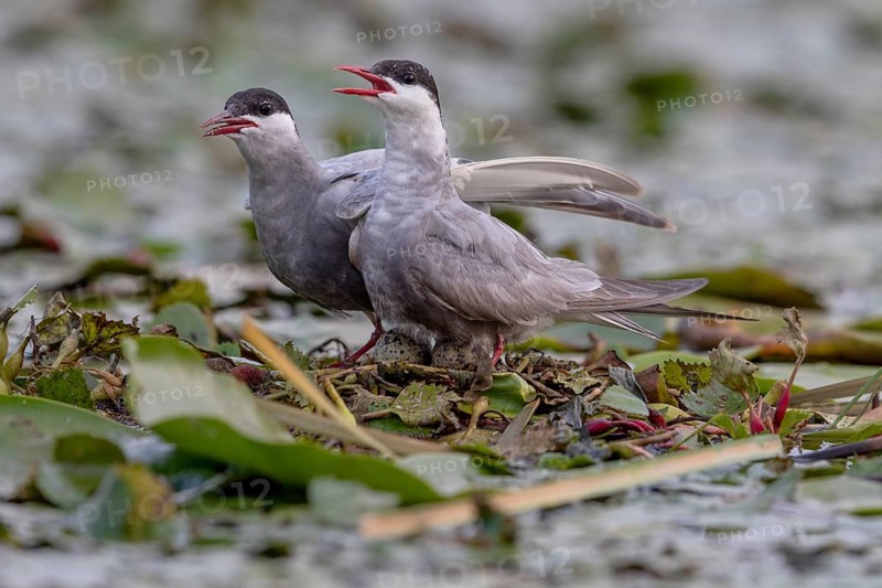 Two White-bearded Terns