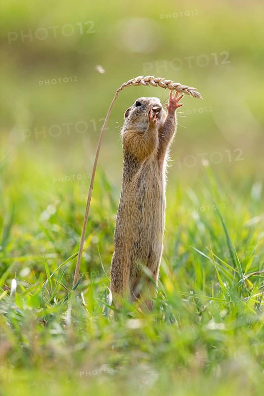 European ground squirrel