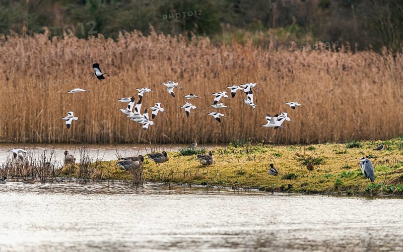 Pied Avocets and Eurasian Wigeons in a flight over Marshland