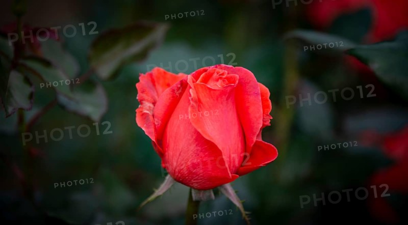 Shrub rose
