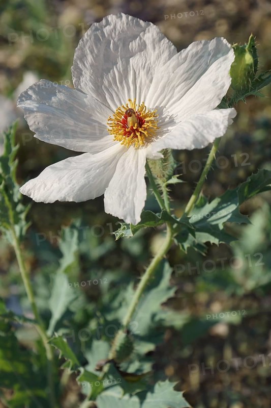 White prickly poppy