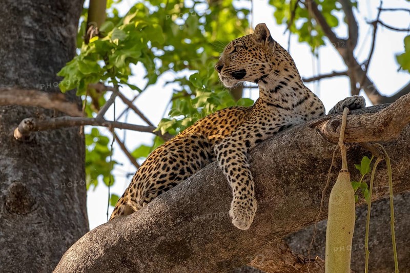 African leopard