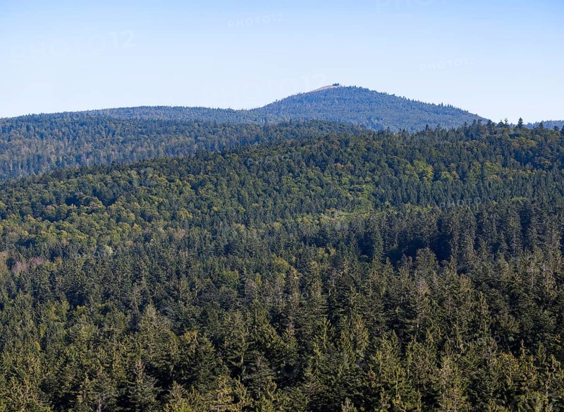 View from the tree top walk