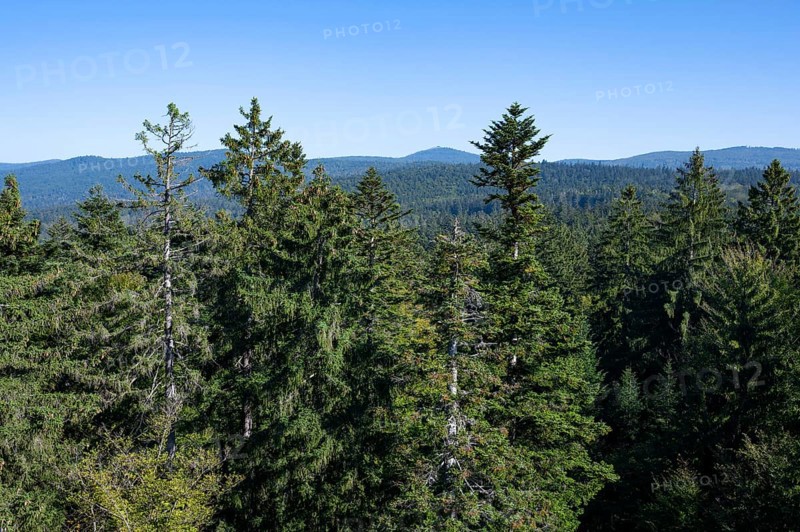 View from the treetop path of european spruce