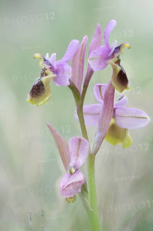 Sawfly orchid
