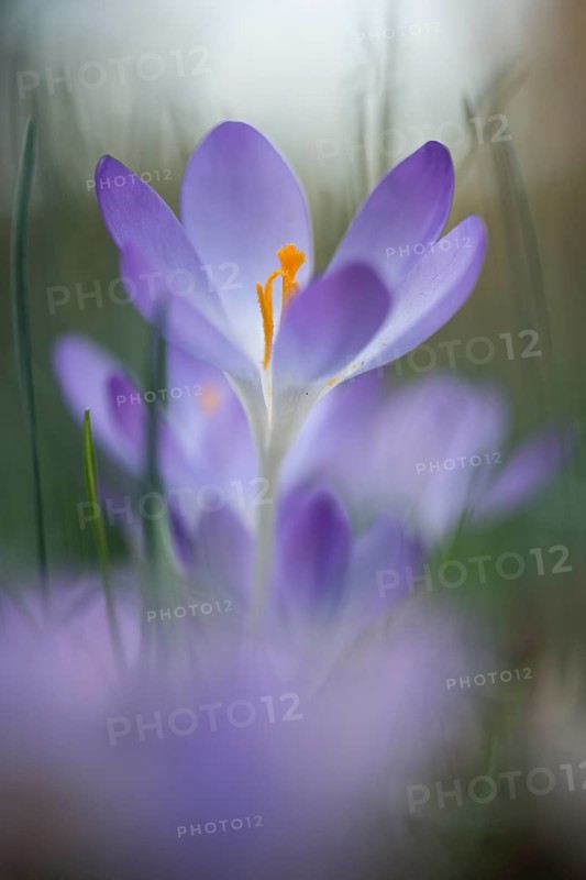 Early Crocus