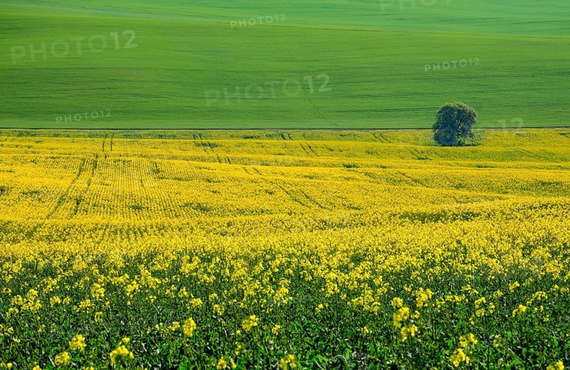 Beautiful and colorful abstract landscape
