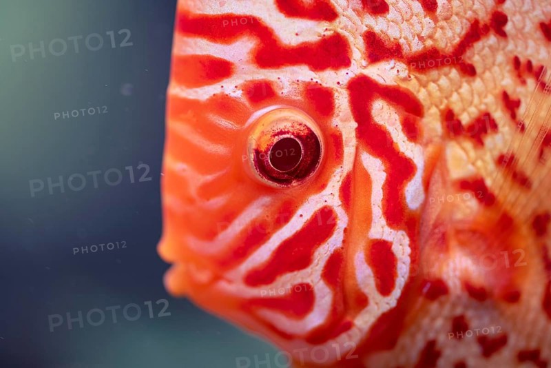 Discus