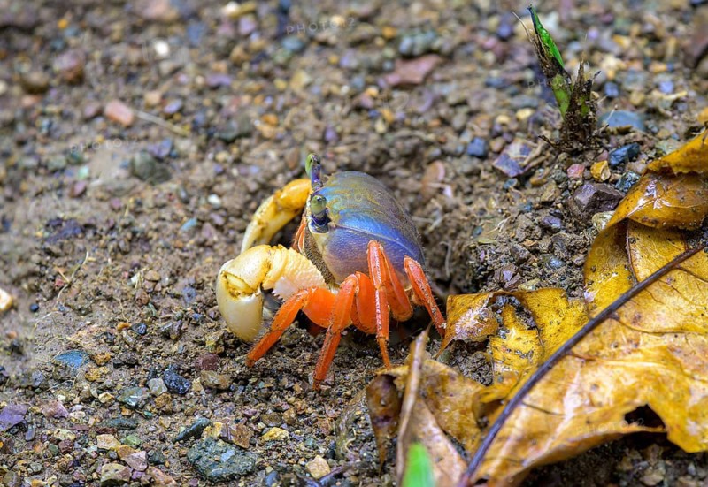 Red land crab