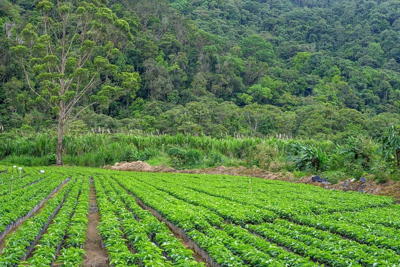 Seedlings for coffee cultivation