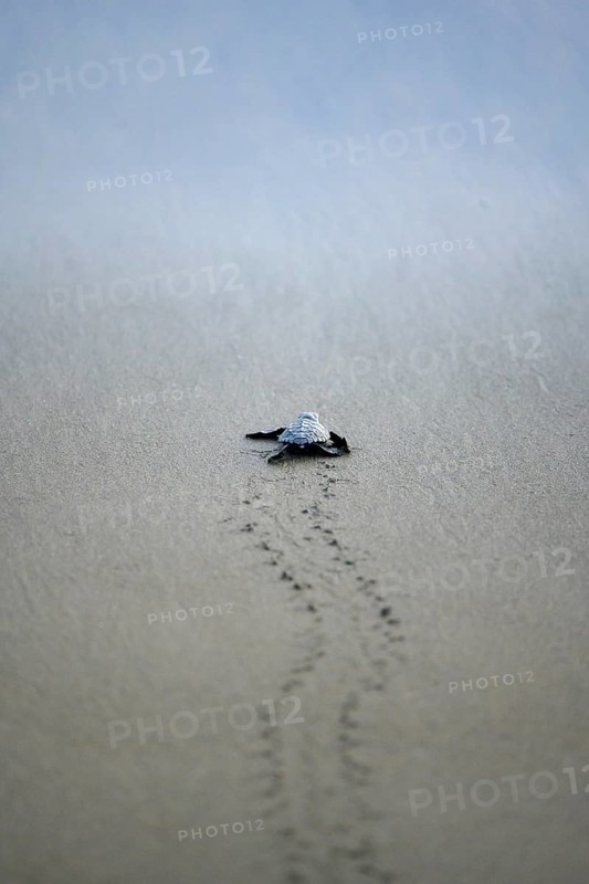 Newly hatched olive ridley sea turtle