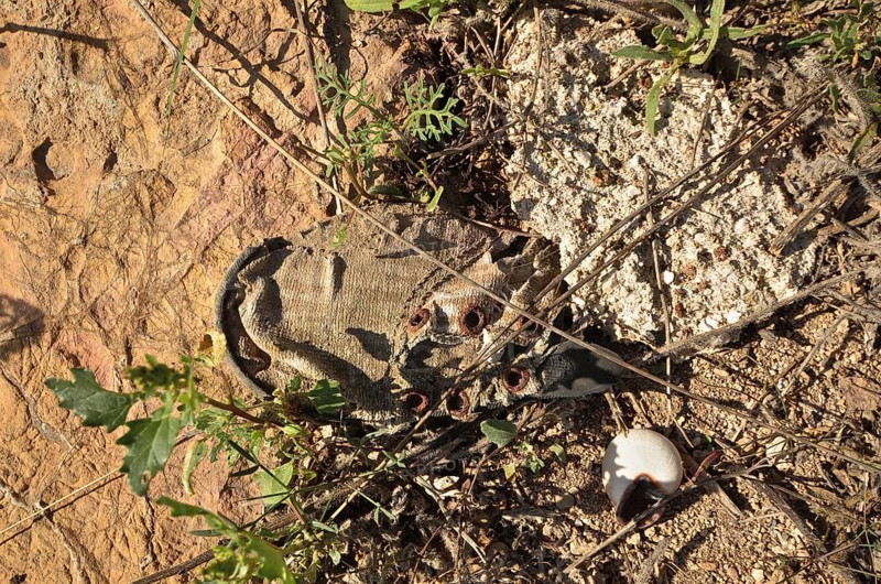Canvas shoe grown in the ground