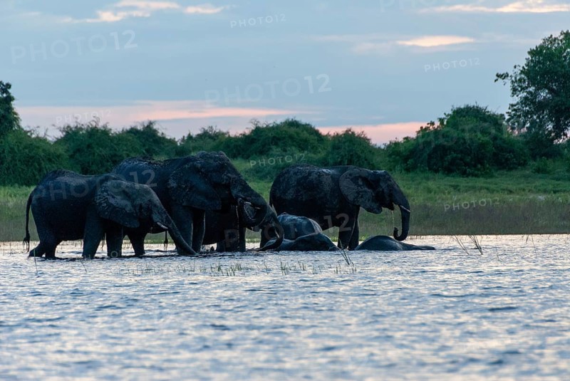 African elephant