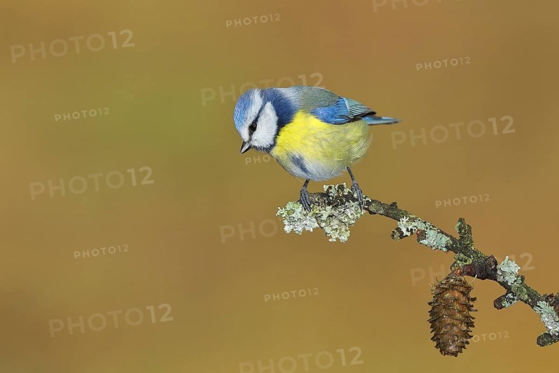 Blue tit
