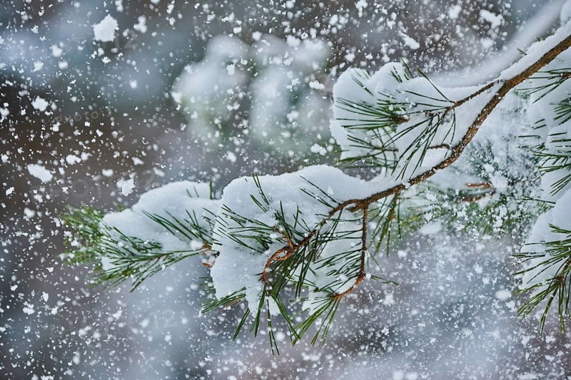 Skots pine