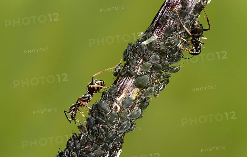 Worker of the horse ant