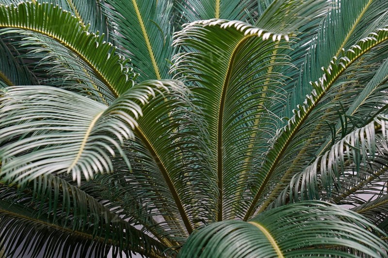 Sago palm