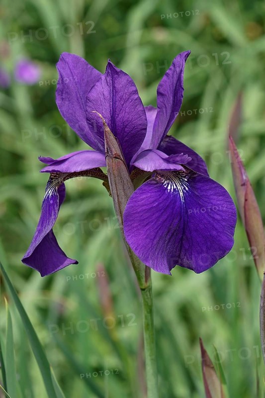 Siberian Iris