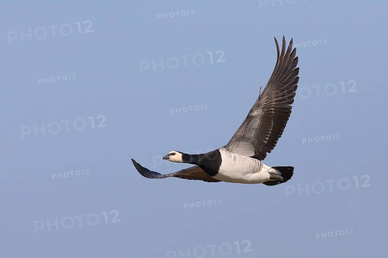 Barnacle goose