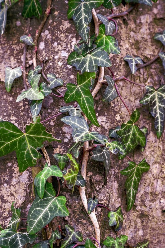 Wild common ivy
