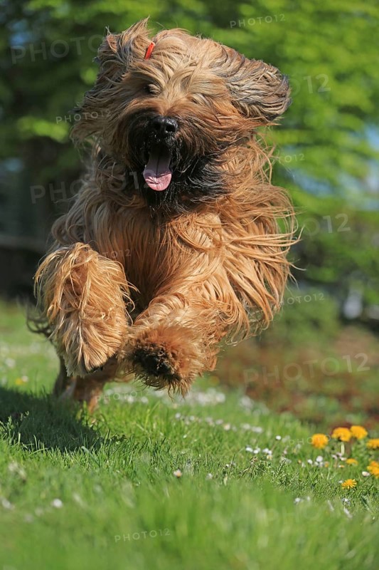Briard jumping