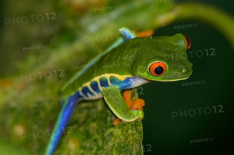 Red-eyed tree frog