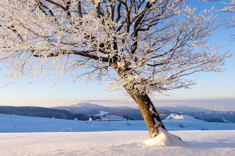 Weather beech