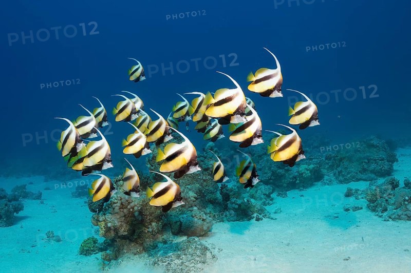 Shoal of red sea bannerfish
