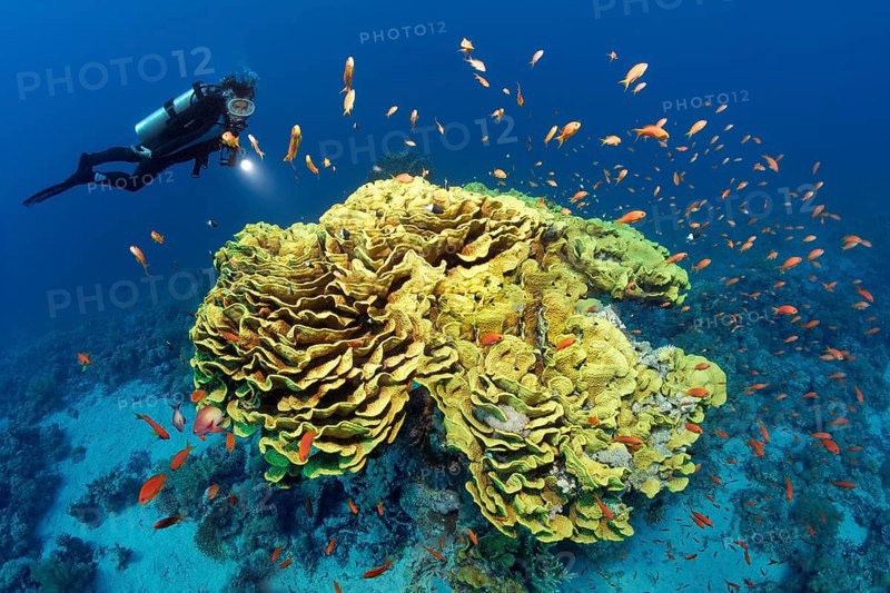 Diver looking at calyx coral or twisted lettuce coral