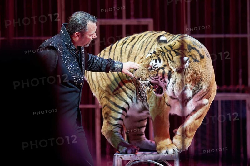 Moscow Circus. Siberian Tigers