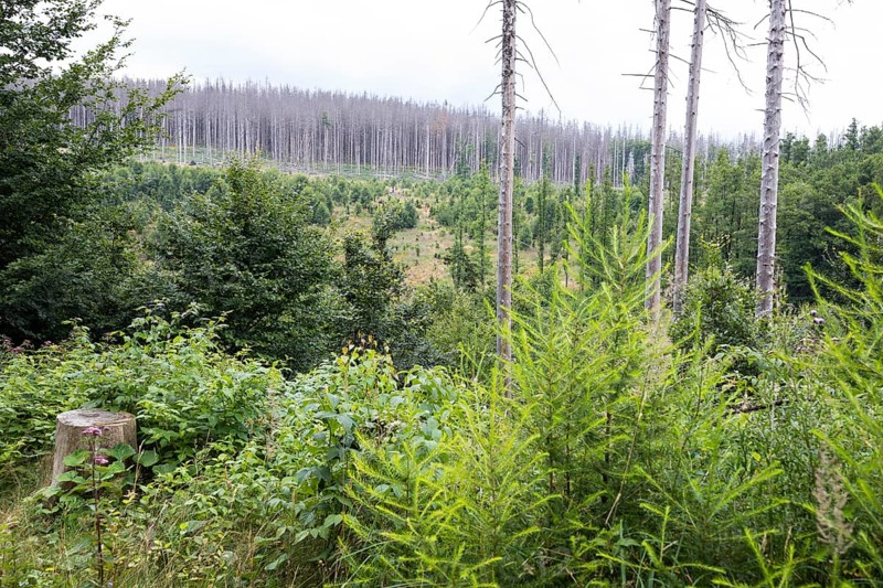 Large areas affected by forest dieback