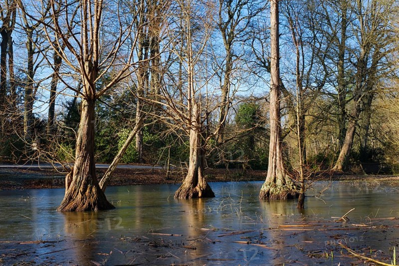 Bald cypress in Rombergpark
